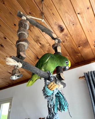 Amazzone fronte gialla