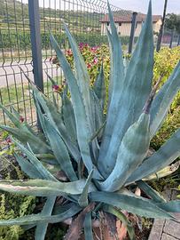 Agave