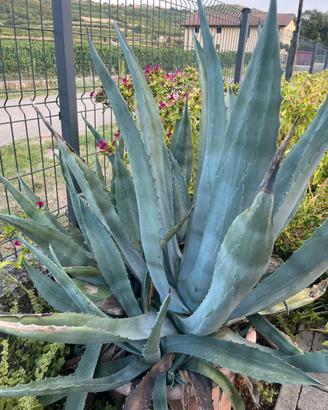 Agave