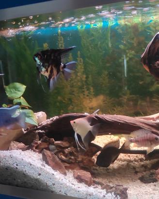 Ciclidi Svuoto acquario per dismissione