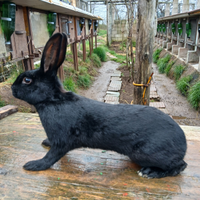 Esemplare di lepre nera