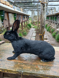 Esemplare di lepre nera