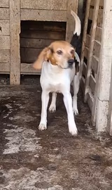 Cane da caccia