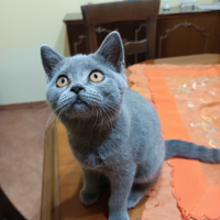 Ultima gattina British shortair