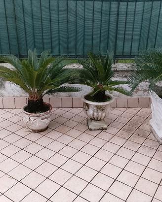 Piante Cicas