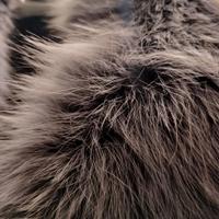 pelliccia volpe grigia 