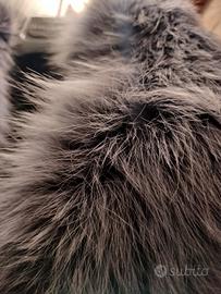 pelliccia volpe grigia 