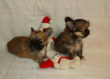 Chihuahua cuccioli dal'allevamento