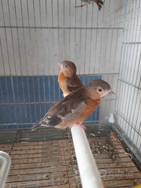 Cardinalini del Venezuela