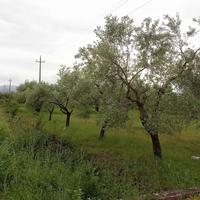 Piante di olive