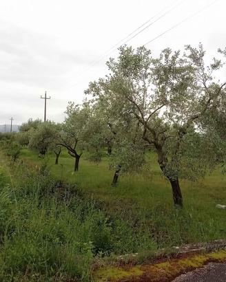 Piante di olive