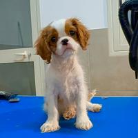 Cavalier king