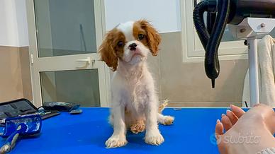Cavalier king