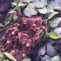 Acanthoscurria geniculata Female