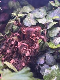 Acanthoscurria geniculata Female