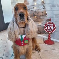 Accoppiamento cocker spaniel