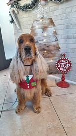 Accoppiamento cocker spaniel