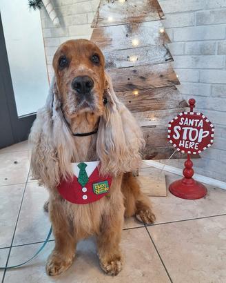 Accoppiamento cocker spaniel
