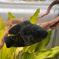 Pesce Oscar