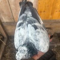 Piccioni ornamentali