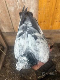 Piccioni ornamentali