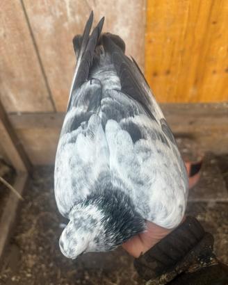 Piccioni ornamentali