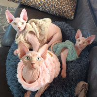 Cuccioli Sphynx