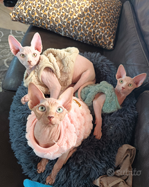 Cuccioli Sphynx