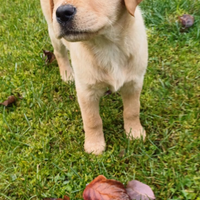 Cuccioli di labrador