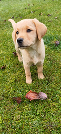 Cuccioli di labrador