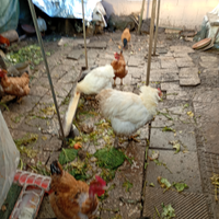 Galline cocicine