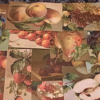 seria completa 12 cartoline ,lotto 728