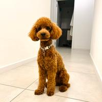 Barbone nano rosso fulvo da monta