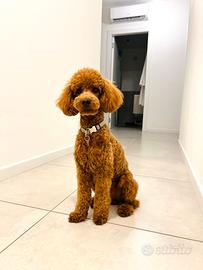 Barbone nano rosso fulvo da monta