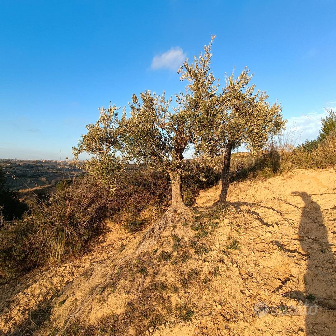 Terreno Agricolo in contrada Prato - Vista 2