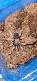 Brachypelma boehemei
