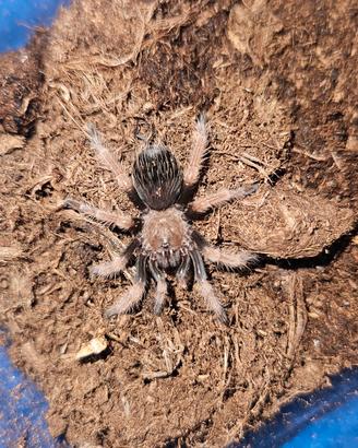 Brachypelma boehemei