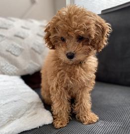 MALTIPOO CUCCIOLI NANI -MALTIPO NANO - pag rateale