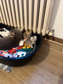 Gattini schottish fold