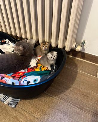 Gattini schottish fold