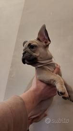 Bulldog francese esotico femmina