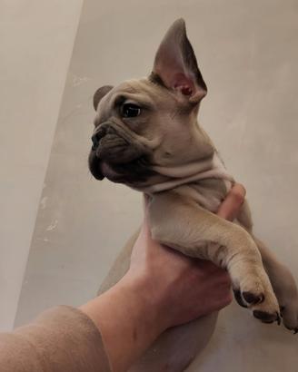 Bulldog francese esotico femmina