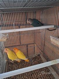 Inseparabili