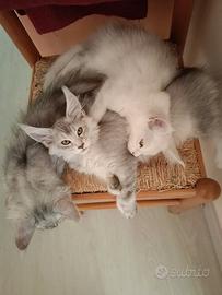 Splendidi Cuccioli Maine Coon con Pedigree