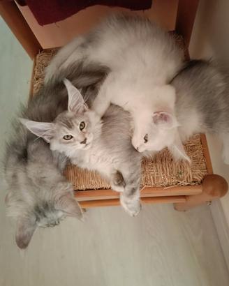 Splendidi Cuccioli Maine Coon con Pedigree