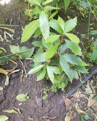 PIANTE, ALBERI, ARBUSTI 