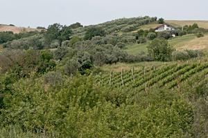 Terreno agricolo