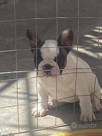 Cucciole bulldog francese