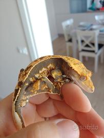 Geco ciliatus