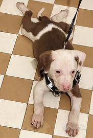 Cucciolo di pitbull 3 mesi